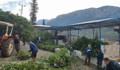 Kilosu 25 liradan satılıyor! 100 ailenin geçim kaynağı…