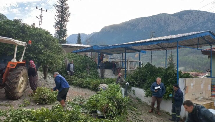 Kilosu 25 liradan satılıyor! 100 ailenin geçim kaynağı…