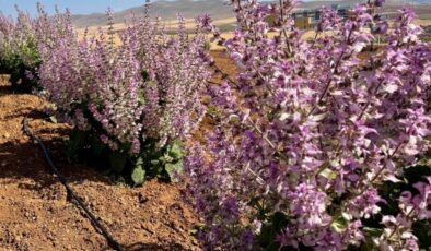 Kırşehir’de aromatik bitkiler alternatif ürün oldu
