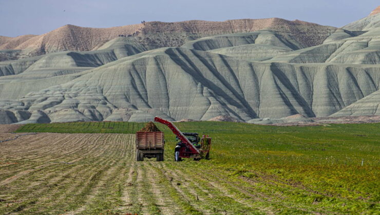 Kız Tepesi’nin eteklerinde hasat başladı