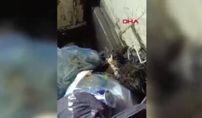 Konteyneri boşaltırken ağzı bağlanmış poşette kedi buldular