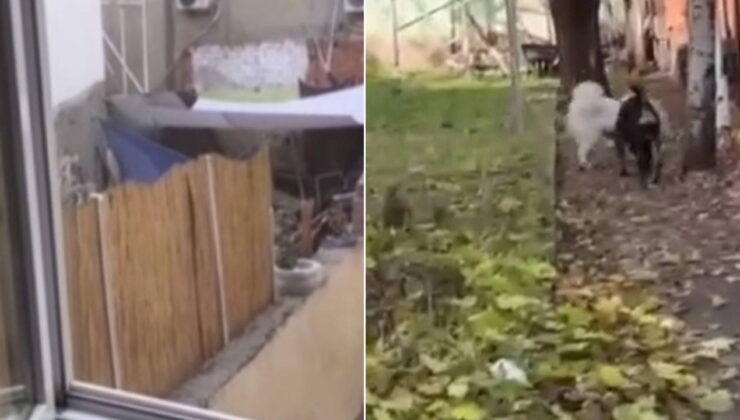 Köpeğe eziyet eden şahıs yakalandı