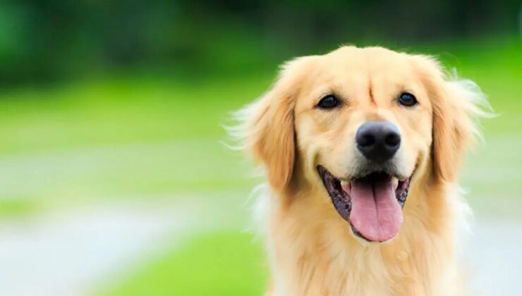 Köpeklerin zekasının sırrı çözüldü: Merak, odak ve özdenetim