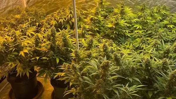 Köy evine ‘skunk’ operasyonu: 4 kişi gözaltına alındı