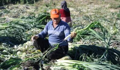 Kozan’da yetiştiriliyor: Hasadı zor, kokusu bir hafta çıkmıyor!