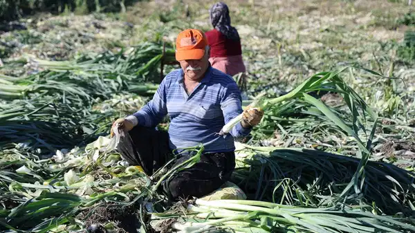 Kozan’da yetiştiriliyor: Hasadı zor, kokusu bir hafta çıkmıyor!