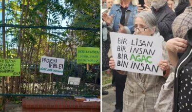 Kozyatağı’nda tarihi çınarlara kıyım: Mahalleli ‘Çınaraltı Savunması’nı kurdu