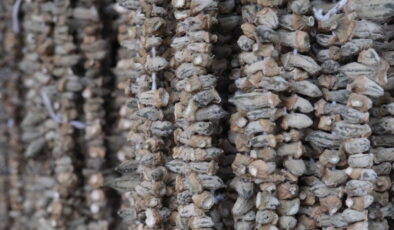 Kurutuldu, fiyatı 2 bin TL oldu! Kış sofralarının vazgeçilmezi…