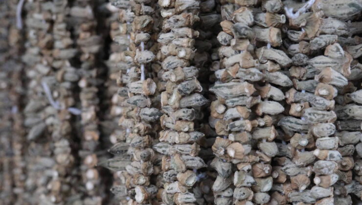 Kurutuldu, fiyatı 2 bin TL oldu! Kış sofralarının vazgeçilmezi…