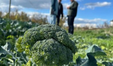 Lodos hızlı olgunlaştırdı fiyatları dip yaptı: Tarlada 10 lira,  pazarda 70 lira!