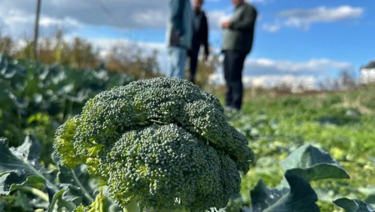 Lodos hızlı olgunlaştırdı fiyatları dip yaptı: Tarlada 10 lira,  pazarda 70 lira!