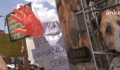 Mahkeme gerekçeli kararı açıkladı: Yavru köpeklere tecavüz edip katleden doktora 9 yıl 9 ay hapis