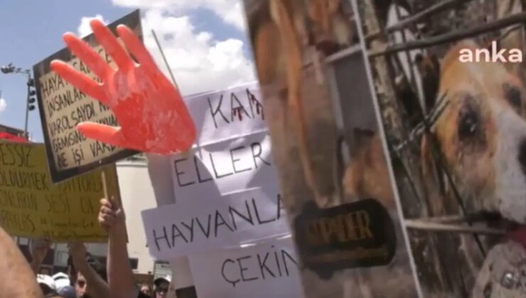 Mahkeme gerekçeli kararı açıkladı: Yavru köpeklere tecavüz edip katleden doktora 9 yıl 9 ay hapis