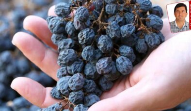 Manisa’da üreticiler arasında dile getirilen iddialar Ticaret Bakanı’na da soruldu, ancak yanıt alınamadı: Üzümde büyük oyun!