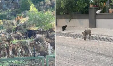 Marmaris’te domuz istilası sürüyor: ‘Yeni adres mezarlıklar’