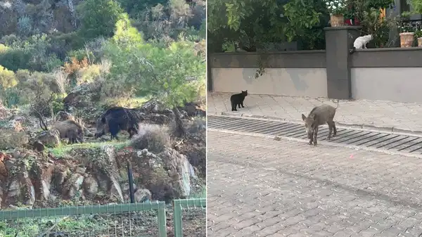 Marmaris’te domuz istilası sürüyor: ‘Yeni adres mezarlıklar’