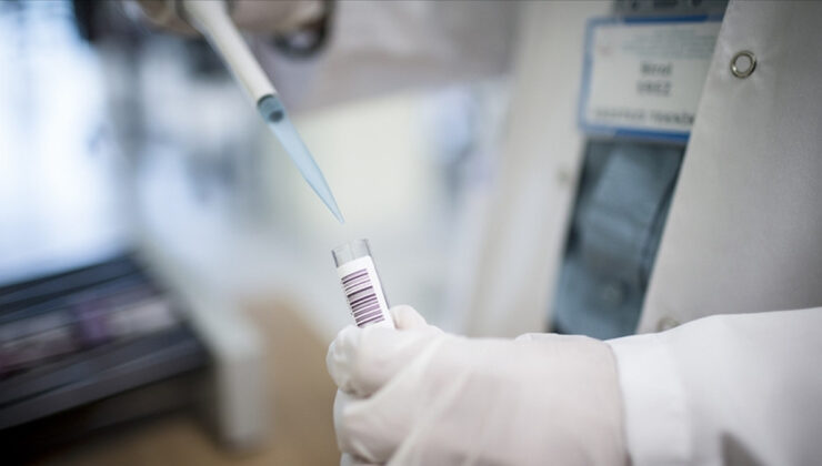 Maymun çiçeği virüsünün yeni bir türü tespit edildi