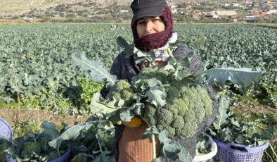 Menemen Ovası’nda hasat başladı: Fiyatı tarladan pazara üçe katlanıyor