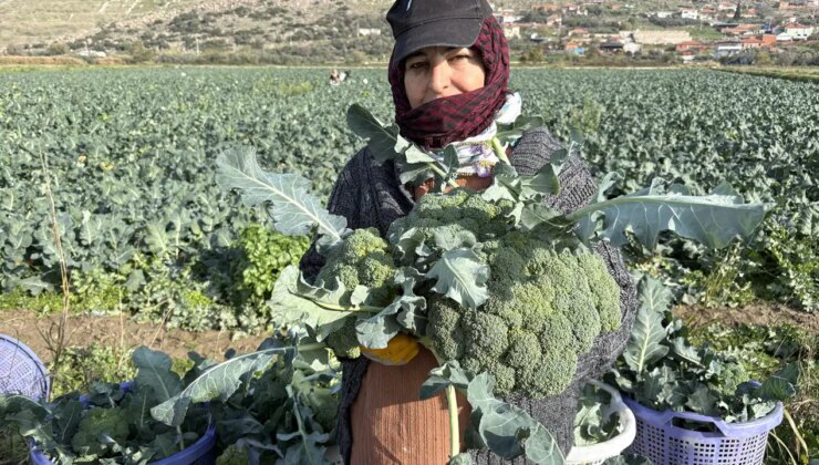 Menemen Ovası’nda hasat başladı: Fiyatı tarladan pazara üçe katlanıyor