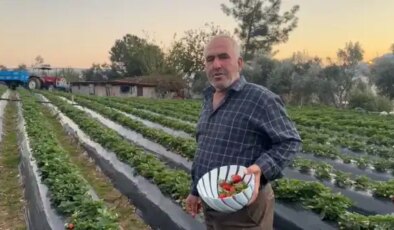 Mersin’de hasat başladı: Bahçede 130 TL