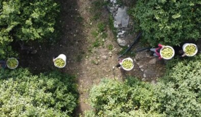 Mersin’de hasat başladı: Bahçede fiyatı 40 TL