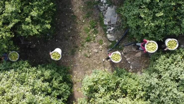 Mersin’de hasat başladı: Bahçede fiyatı 40 TL