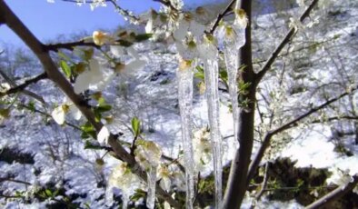 Meteoroloji’den Aydın için ‘zirai don’ uyarısı!