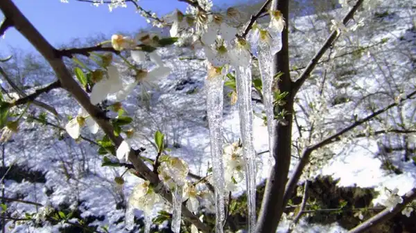 Meteoroloji’den Aydın için ‘zirai don’ uyarısı!