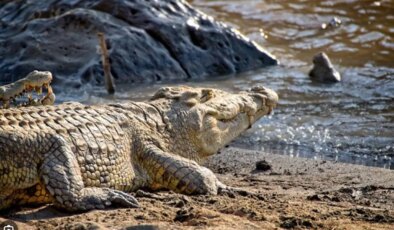 Mısır’da timsah paniği… Köye akın ettiler!