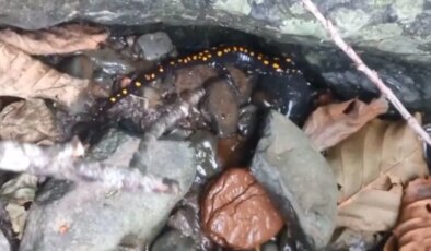 Nesli koruma altında… Artvin Şavşat’ta görüntülendi!