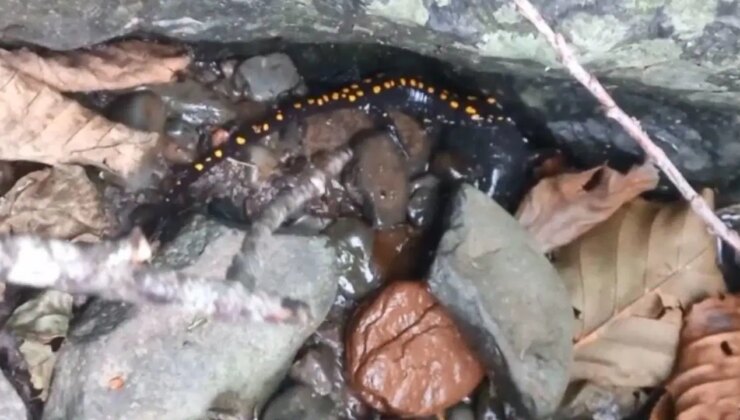 Nesli koruma altında… Artvin Şavşat’ta görüntülendi!