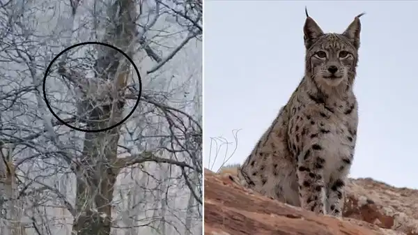 Nesli tehlike altında olan vaşak, ağaçta görüntülendi