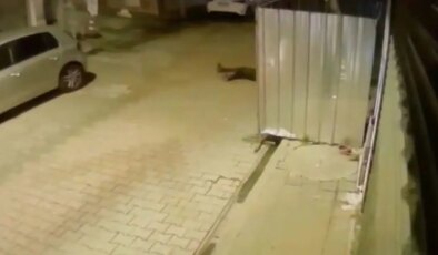 O anlar kamerada… ‘Dur’ ihtarına uymadı, bekçiye çarpıp kaçtı