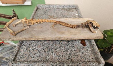 O ilde bulundu: 55 santimetre boyunda hayvan iskeleti!