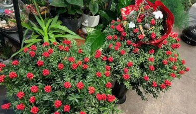 O ilde yılbaşının simgesi kokinaya talepte iki kat artış: ‘Demeti, 200 TL’den başlıyor’