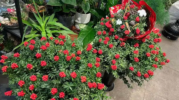 O ilde yılbaşının simgesi kokinaya talepte iki kat artış: ‘Demeti, 200 TL’den başlıyor’