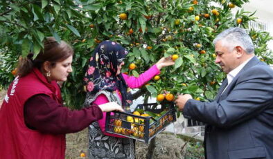 Ordu’da hasat başladı: Pazarda 25 TL