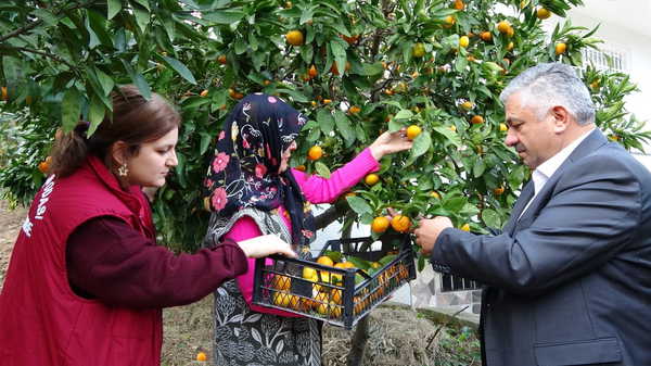 Ordu’da hasat başladı: Pazarda 25 TL