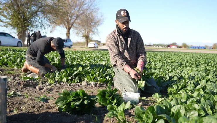 Osmaniye’de hasat başladı: 3 bin tonun üzerinde rekolte hedefleniyor….