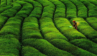 Rekabet Kurulu onayı geldi: Dev çay markası Türkiye’den resmen çekildi