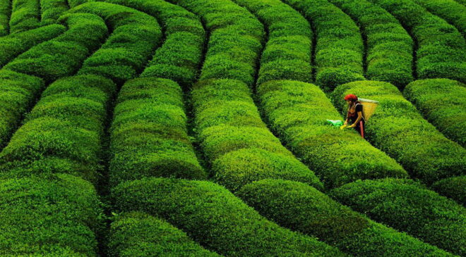 Rekabet Kurulu onayı geldi: Dev çay markası Türkiye’den resmen çekildi