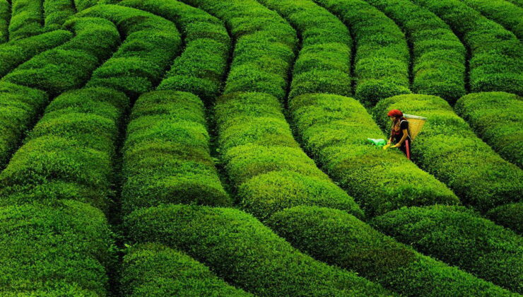 Rekabet Kurulu onayı geldi: Dev çay markası Türkiye’den resmen çekildi