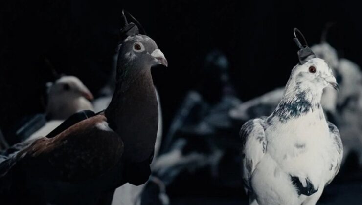 Rusya, şehirleri gözetlemek için çipli güvercinleri kullanıyor