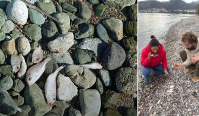Sahile vuran balıkların ölüm nedeni belli oldu
