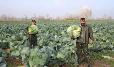 Sakarya’da yetişiyor: Tarlada 50, markette 200 lira..