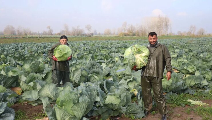 Sakarya’da yetişiyor: Tarlada 50, markette 200 lira..