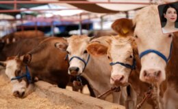 Şap hastalığı, yüksek maliyetler ve ithalat baskısı kırmızı et piyasasını kilitledi: Ette kriz derinleşiyor