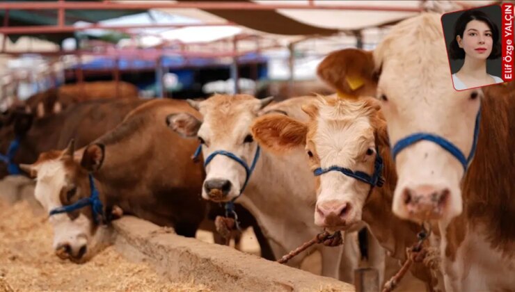 Şap hastalığı, yüksek maliyetler ve ithalat baskısı kırmızı et piyasasını kilitledi: Ette kriz derinleşiyor