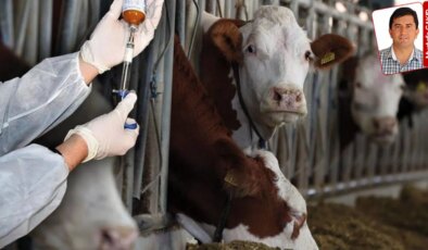 Şap hastalığında yeni virüse uygun aşı yerine eski virüsün aşısı mı uygulandı?: O iddia yanıtsız kaldı