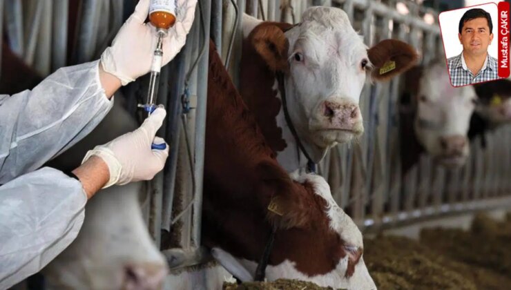Şap hastalığında yeni virüse uygun aşı yerine eski virüsün aşısı mı uygulandı?: O iddia yanıtsız kaldı